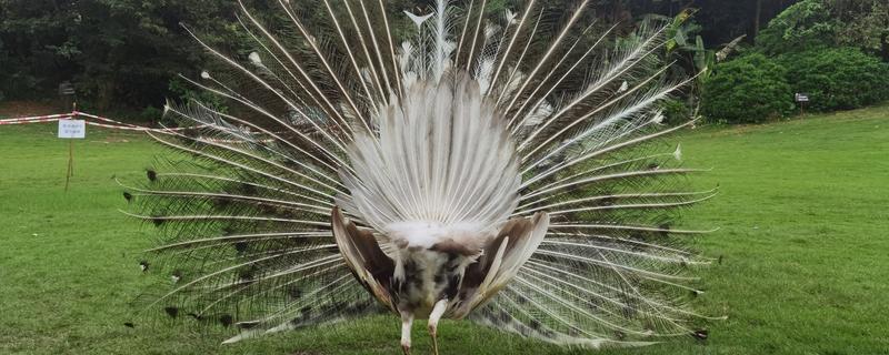 孔雀会开屏的原因，求偶、受惊、防御示威时都会开屏