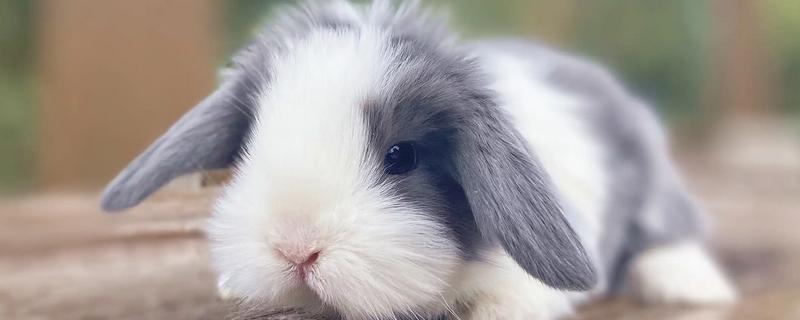 判断兔子是否发烧的方法，肛温高于40℃就代表发烧