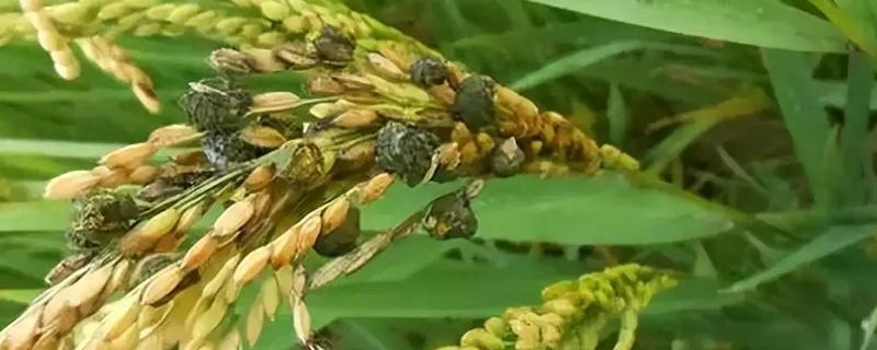 稻谷上面为什么会长霉球，可能是发生了稻曲病
