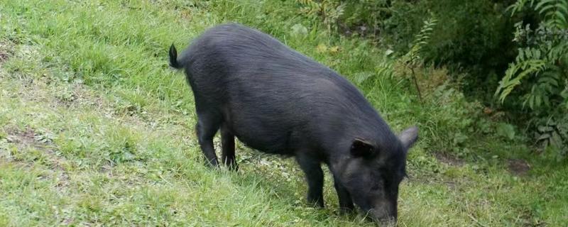 藏香猪适合养在哪里，在四川、江西、山东等省份发展迅速