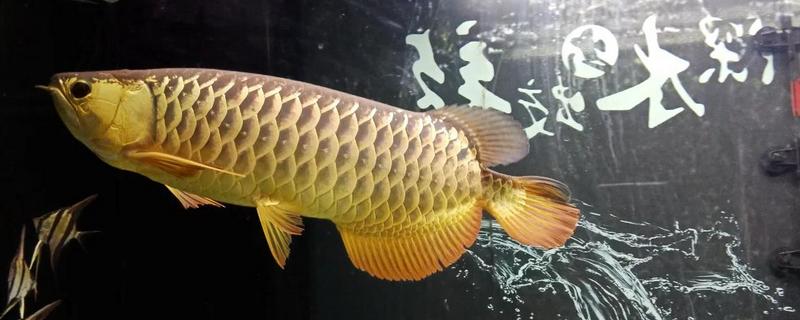 自家养的金龙鱼能不能繁殖，将公鱼和母鱼养在一起会自行配对