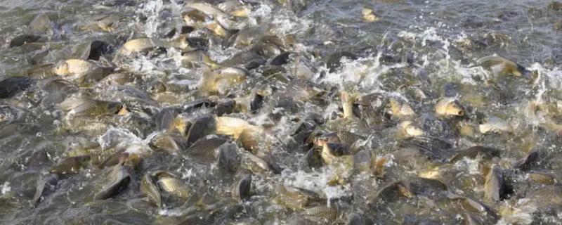 喂多少饲料鱼才能长一斤，通常需要1-3.5斤左右