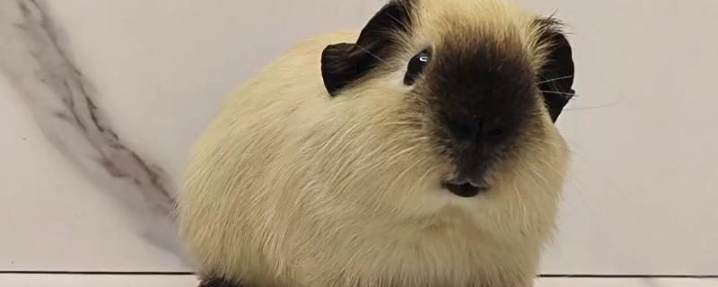 荷兰猪有没有鼠疫，带有鼠疫的可能性比较低