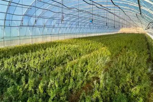 沙棘的用途,能够增加土壤中有机物含量