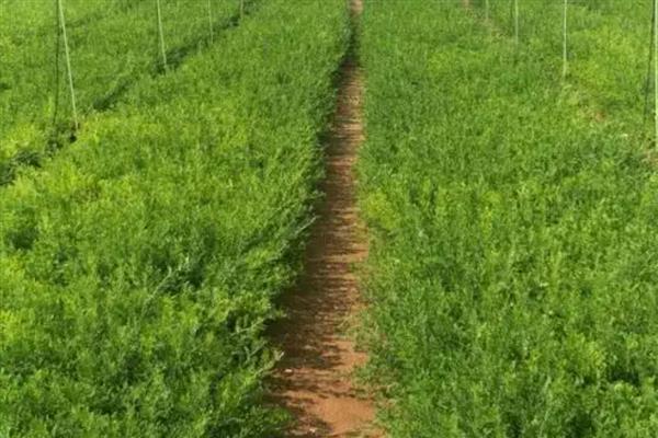 沙棘的用途,能够增加土壤中有机物含量