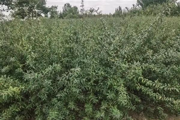 沙棘的用途,能够增加土壤中有机物含量