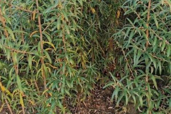 沙棘的用途,能够增加土壤中有机物含量