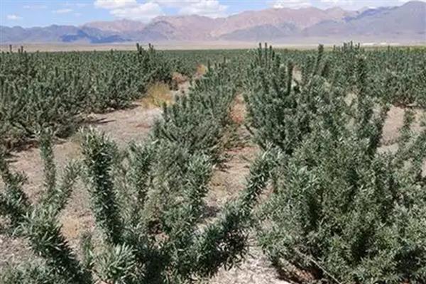 沙棘的用途,能够增加土壤中有机物含量
