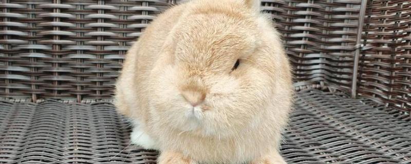 兔子为何没精神不吃东西，可能是过度进食、受惊、细菌感染等原因造成