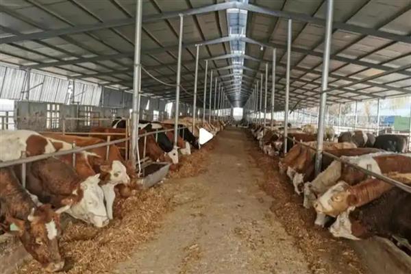 新买的牛回家怎样调理，休息5-6小时后再限量饮水