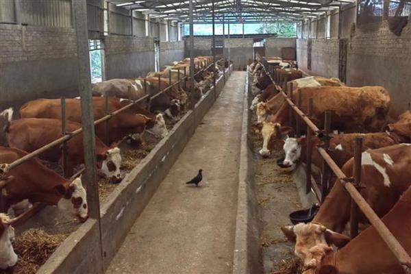 新买的牛回家怎样调理，休息5-6小时后再限量饮水