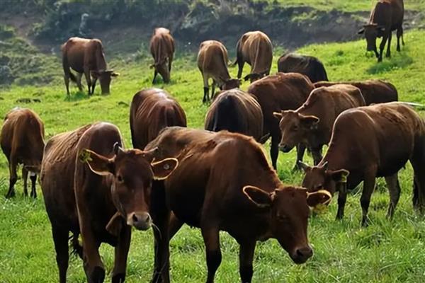 新买的牛回家怎样调理，休息5-6小时后再限量饮水