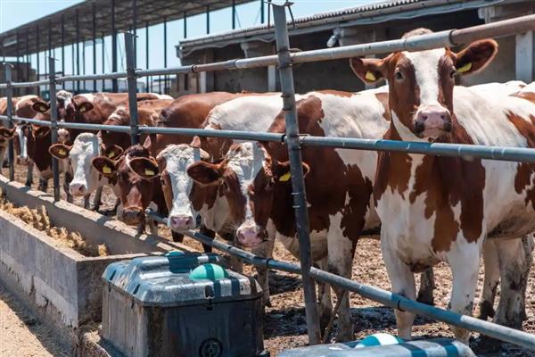 新买的牛回家怎样调理，休息5-6小时后再限量饮水
