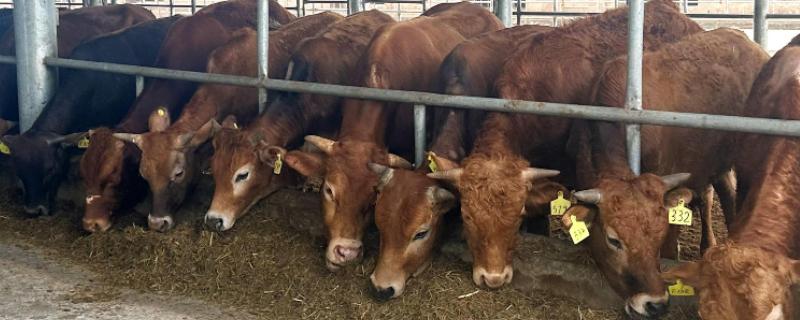 牛不吃草如何解决，圈舍温度过高需通风透气