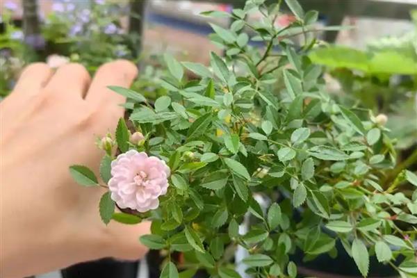 蔷薇花蔫了怎么解决，浇水太多要把积水排干