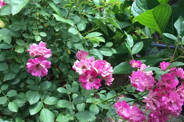 蔷薇花蔫了怎么解决，浇水太多要把积水排干