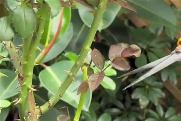 蔷薇花蔫了怎么解决，浇水太多要把积水排干