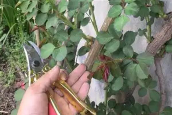 蔷薇花蔫了怎么解决，浇水太多要把积水排干