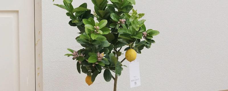 柠檬盆栽能不能养在家里，经过浸种处理便可种植