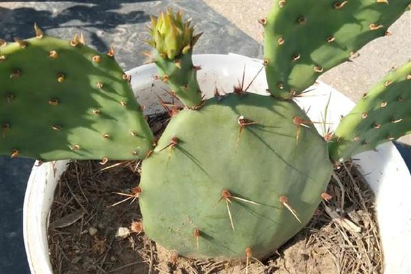 常见的植物品种，常见的有仙人掌、绿萝等