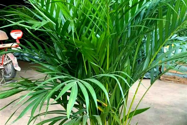 常见的植物品种，常见的有仙人掌、绿萝等