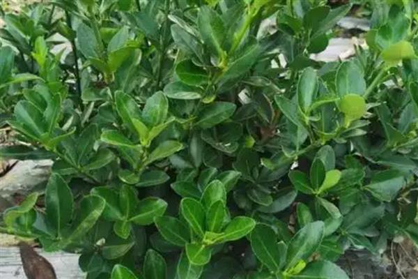 常见的植物品种，常见的有仙人掌、绿萝等