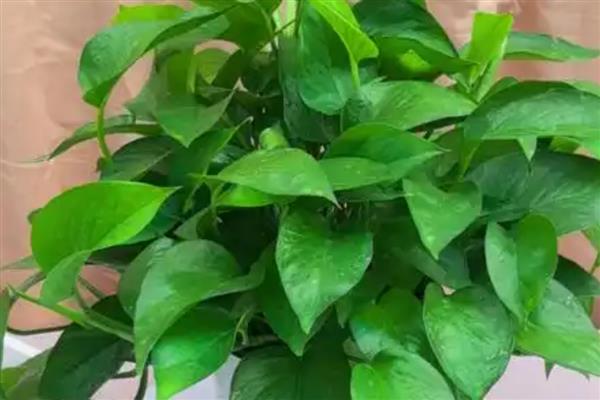 常见的植物品种，常见的有仙人掌、绿萝等