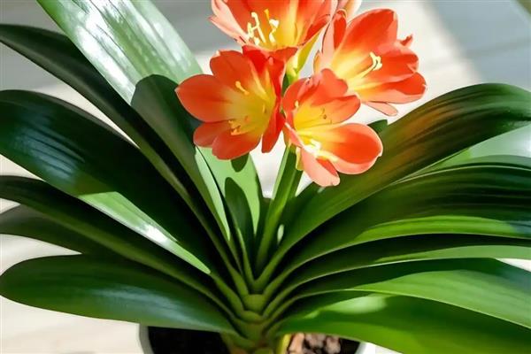 常见的植物品种，常见的有仙人掌、绿萝等