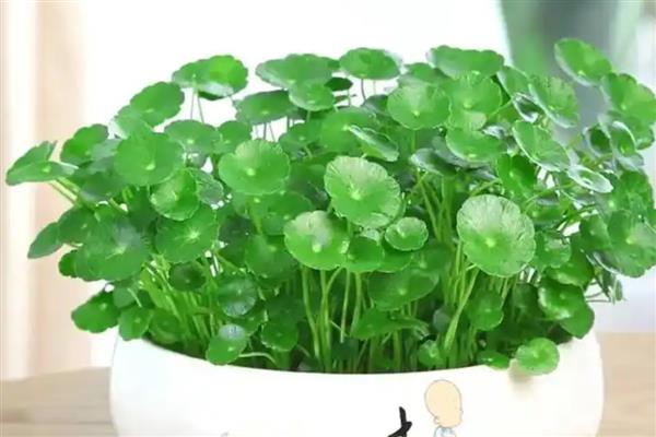 常见的植物品种，常见的有仙人掌、绿萝等