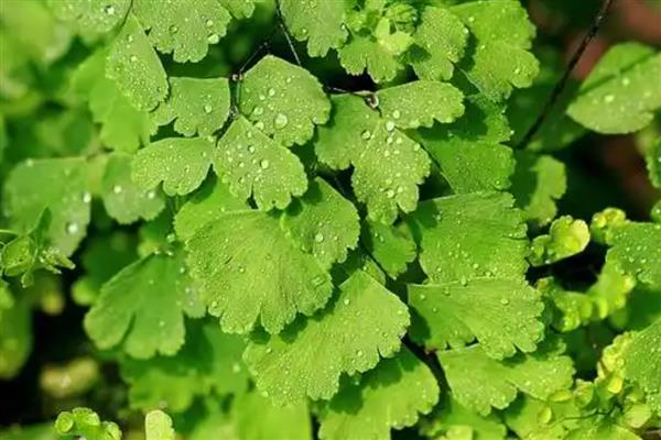 常见的植物品种，常见的有仙人掌、绿萝等