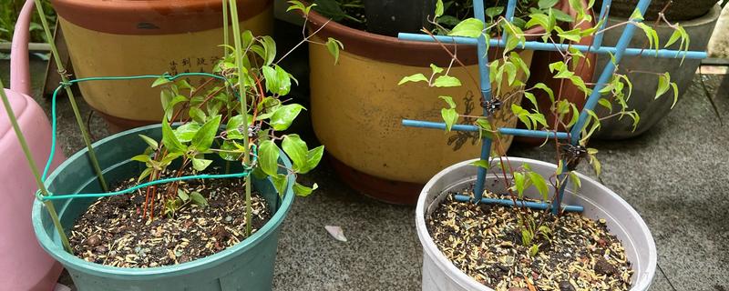 铁线莲如何培育小苗，首先选择饱满、品质优良的种子