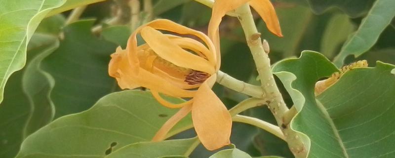 黄兰的养殖方法，施肥主要在越冬和花后进行