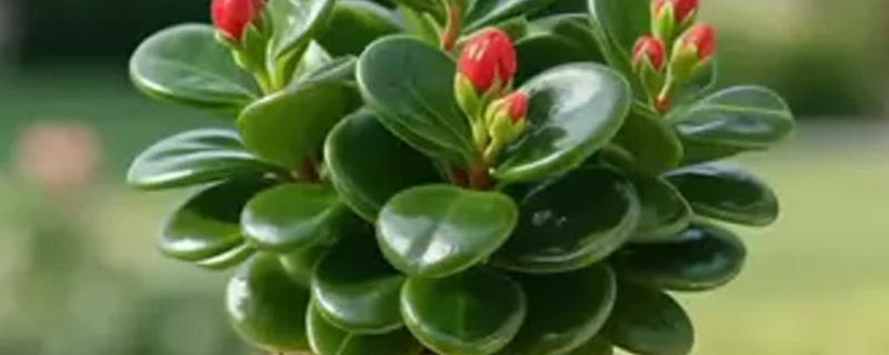 碧玉的家庭养法，在早晨和傍晚各浇一次水