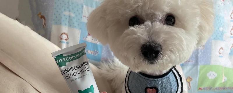 给狗狗吃营养膏要注意什么,不能作为主食也不能长期饲喂