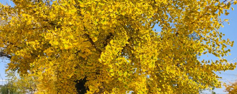 银杏有什么花语，代表永恒守护、坚强不屈、沉稳魅力