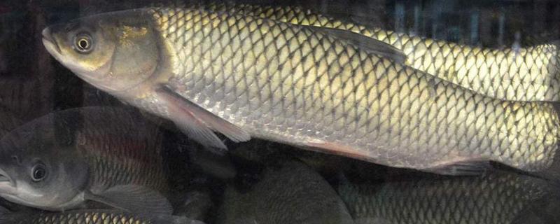 草鱼的价格，一斤需要8-12元左右