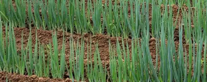 种大葱肥料用多了怎么处理，须立即进行喷水