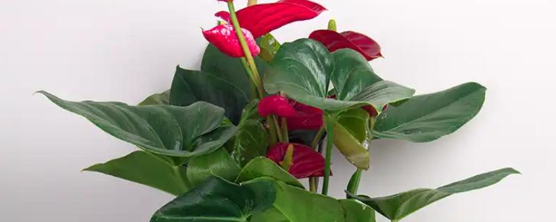 红掌叶片干枯像烧焦一样怎么办，遇到强光时转移到阴凉处并保持通风