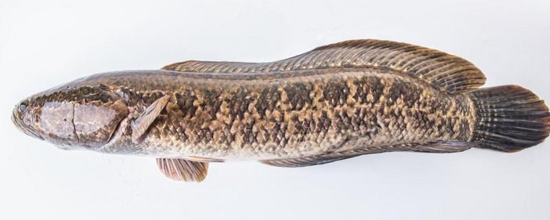 野生黑鱼长到十斤需要多久，一般要经过7-8年才能达到