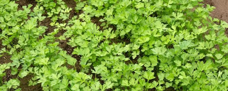 香菜的生长期，通常为30-60天左右