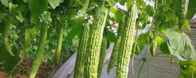 如何给苦瓜打顶和剪枝，植株长至15-20厘米打顶