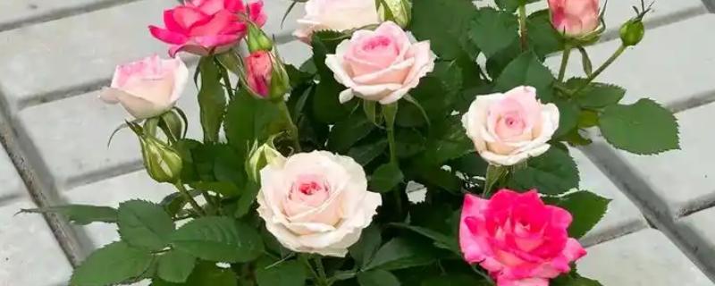 移栽月季后怎么养护，温度较高时对植株喷水