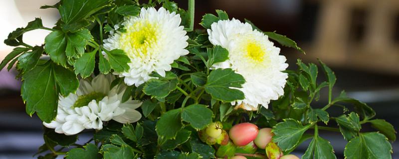 菊花叶子发黄的原因，可能是过度浇水、光照过强等因素造成