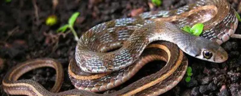 环箍蛇自食其尾的原因，可能是错将尾巴当成运动中的猎物