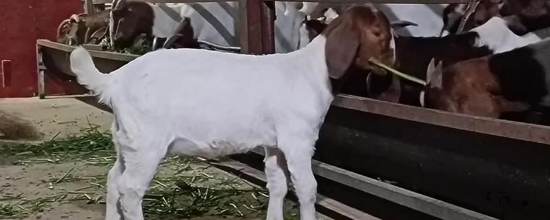 养羊选什么品种，波尔山羊、小尾寒羊等品种值得考虑