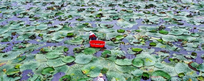 种植芡实的要求，水深不能超过1.2米