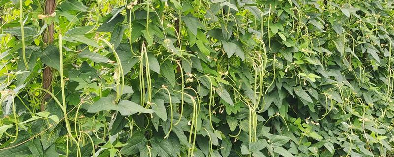 长豆角的种植方法，可以穴播也可以撒播