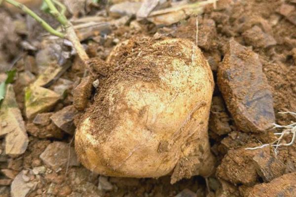 凉薯常见的病虫害防治方法，不同病虫害的防治方法不同