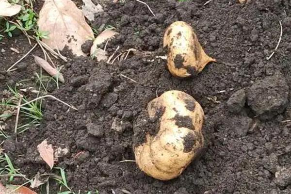 凉薯常见的病虫害防治方法，不同病虫害的防治方法不同