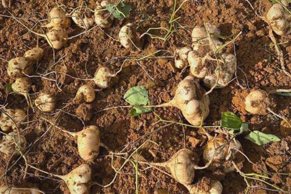 凉薯常见的病虫害防治方法，不同病虫害的防治方法不同